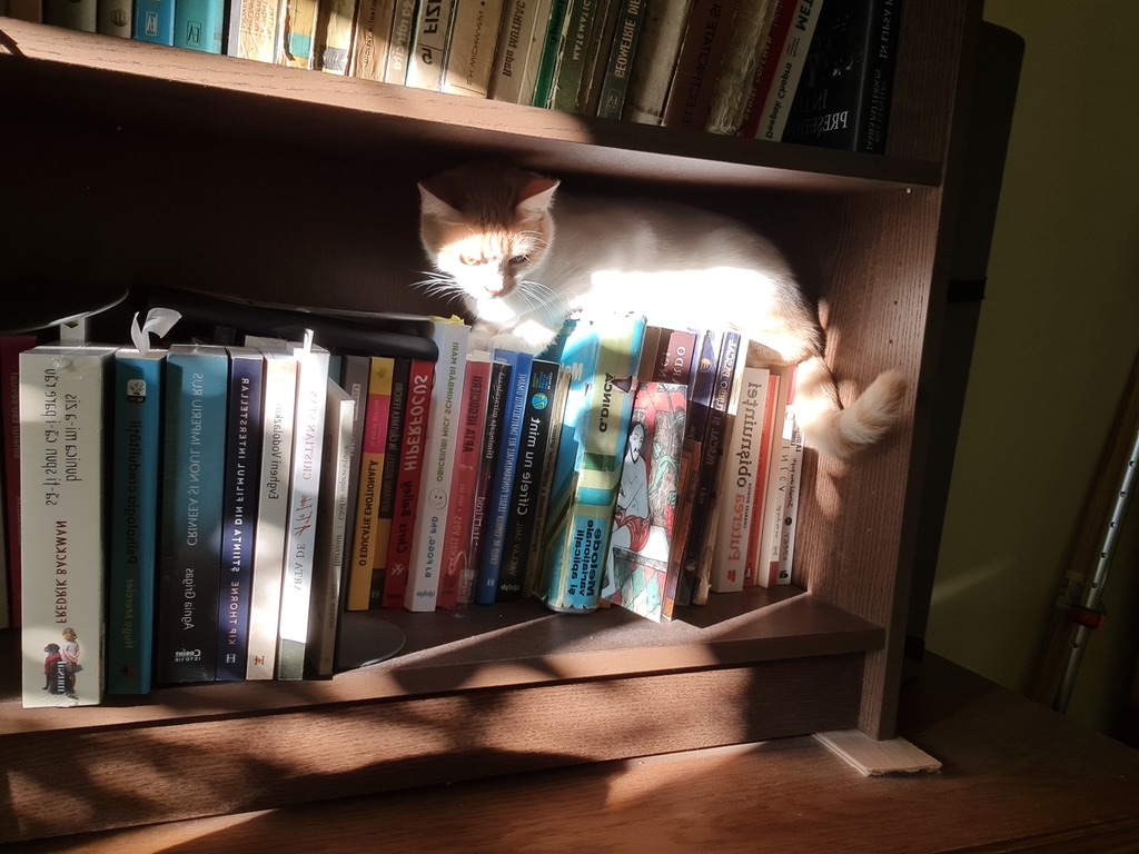 Sunshine nesting in the library
