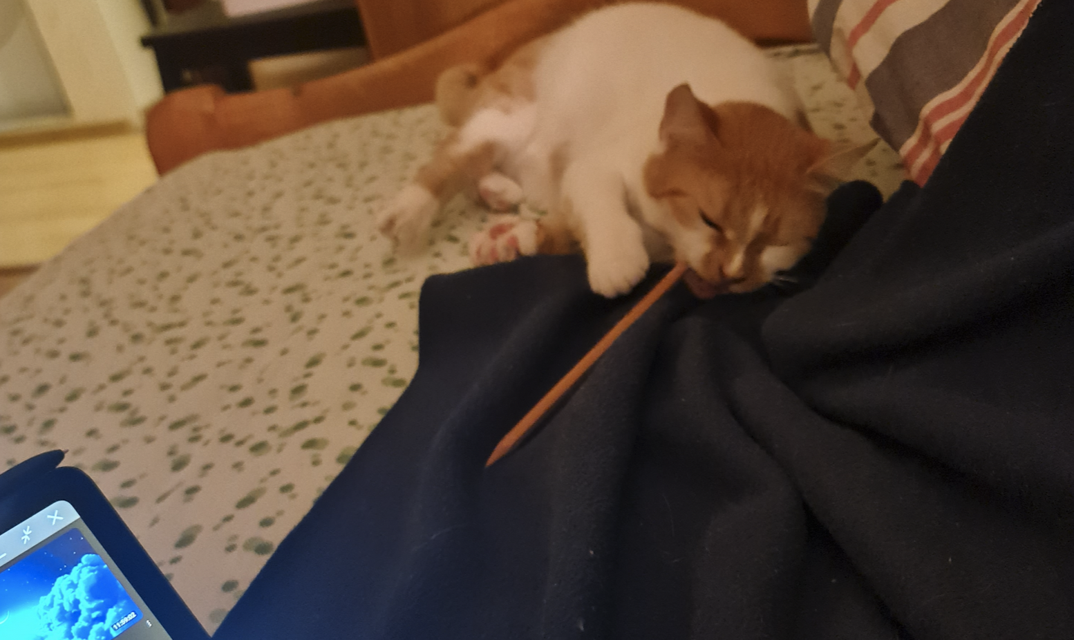 Mia, chewing the pencil