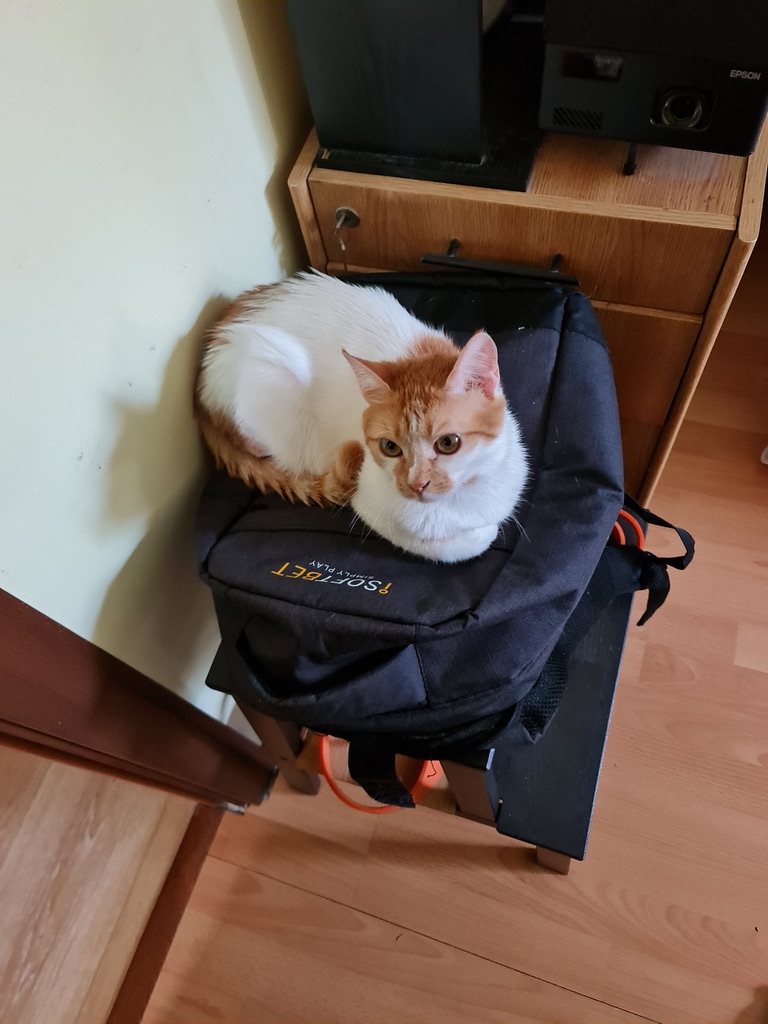 Mia perched on top of her backpack