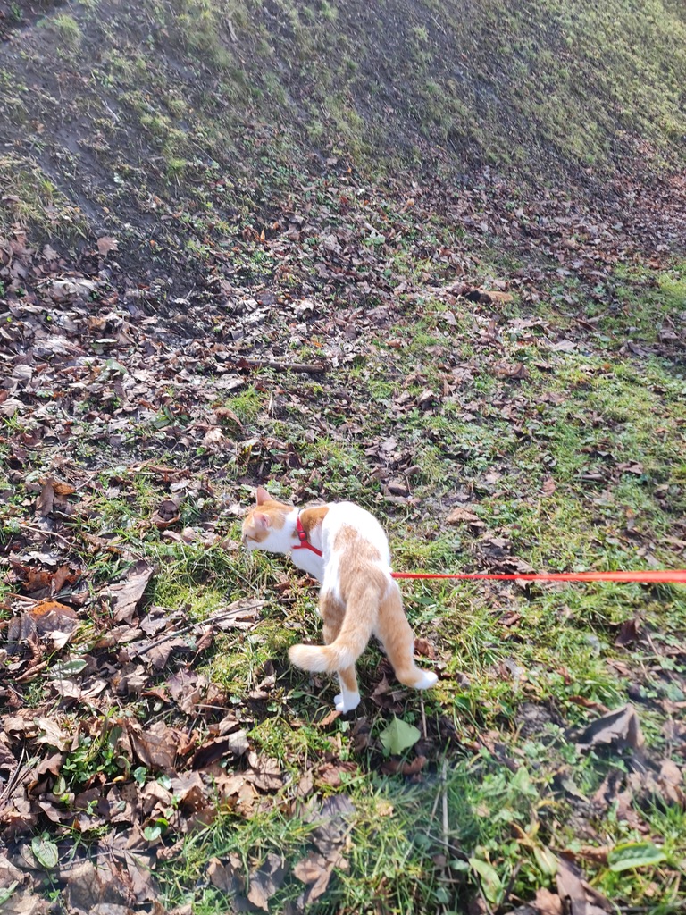 Mia in a mountain park