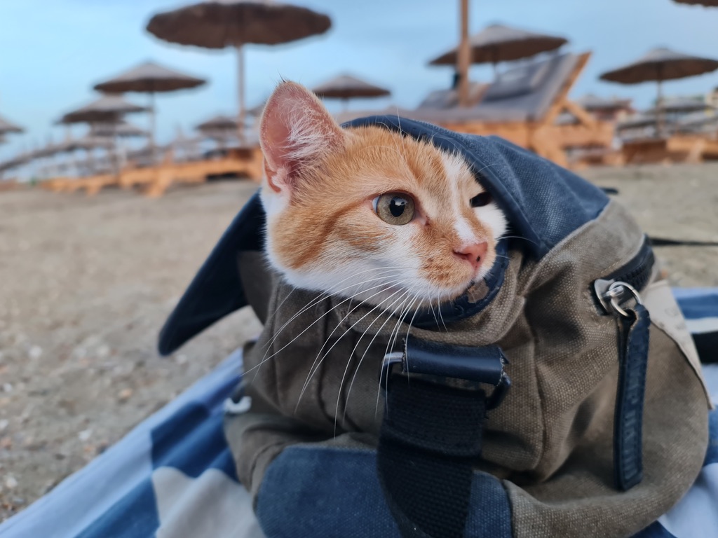 Mia the company mascot chilling in a backpack on the beach